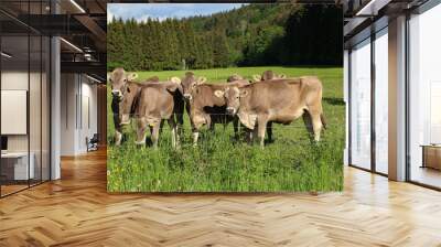 Brown cows in pastures in the foothills of the Alps Wall mural