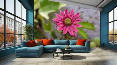 Sempervivum marmoreum - Wild plant shot in summer Wall mural