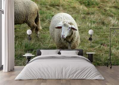 White sheep grazes on a fenced pasture Wall mural