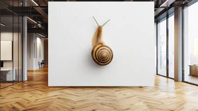 snail on a light background Wall mural