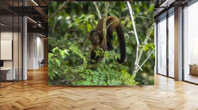 Macaco-prego-de-crista (Sapajus robustus) | Crested capuchin Wall mural