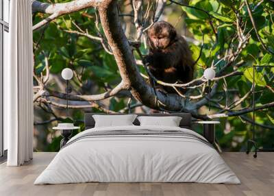 Scene of a crested capuchin monkey rests in a tree. The monkey looks at a branch. The monkey grabs the branch with its left paw. Wall mural