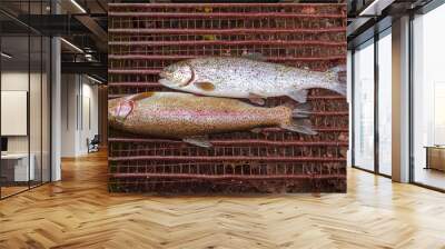 trout in the net, the salmon trout captured with fishing net, on the grill  Wall mural