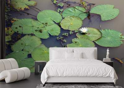 Vitória regia in river with white lotus flower Wall mural