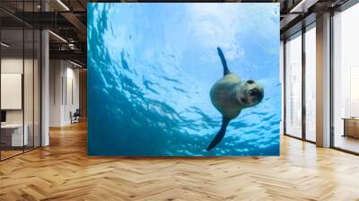 Californian sea lion (Zalophus californianus) swimming and playing in the reefs of los islotes in Espiritu Santo island at La paz,. Baja California Sur,Mexico. Wall mural