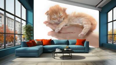 kitten Wall mural