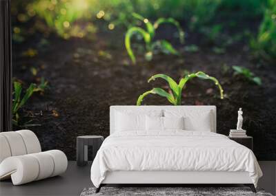 Close up low angle view of young corn stalks at field spring time in a sunset Wall mural