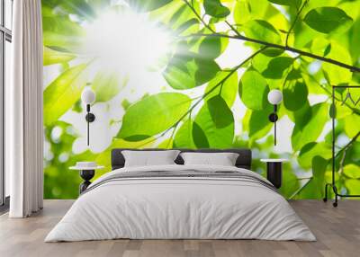 background of fresh green leaves Wall mural