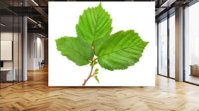 Hazelnut leaf on white Wall mural