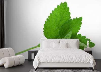 Lemon balm herb leaf on white Wall mural