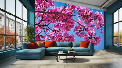 Tabebuia chrysotricha pink flowers blossom in spring, Golden Trumpet Tree Against the blue sky. Wall mural