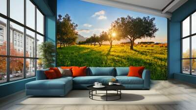 A garden of olive trees in the evening sunlight in spring time. Wall mural