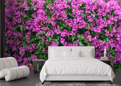 Delightful lush flowers in sunlight on the wall. Wall mural