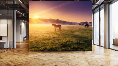 horses grazing on pasture Wall mural