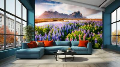 Magical lupine flowers glowing by sunlight. Wall mural