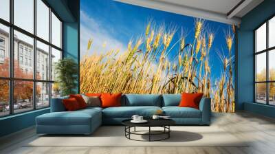 Wheat field. Golden wheat close up. Background of ripening ears of meadow wheat. Wall mural