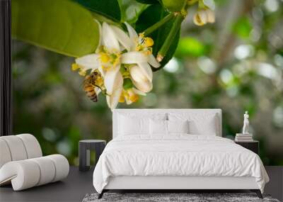 bee picking pollen on lemon flower Wall mural