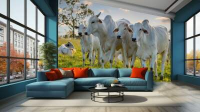 herd of Nelore cattle on pasture Wall mural