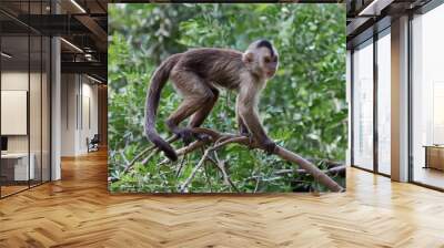 capuchin monkey cub on tree branch Wall mural