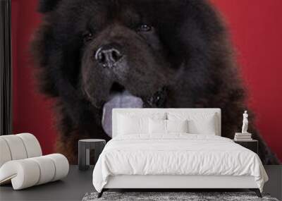 Black Chinese dog Chow Chow with blue tongue against red background Wall mural