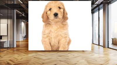 Cute labradoodle puppy sitting looking at the camera isolated on a white background with space for text Wall mural