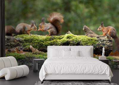 Erasian Red Squirrel - Sciurus vulgaris - three squirrels in a forest eating and drinking Wall mural