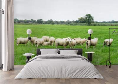 Group of Texelaar sheep in a meadow Wall mural