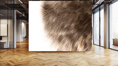 The texture of fur bear Wall mural