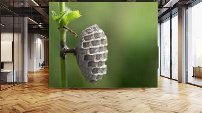 Close up of a small wasp nest attached to the stem of a plant. The wasp's nest is empty Wall mural