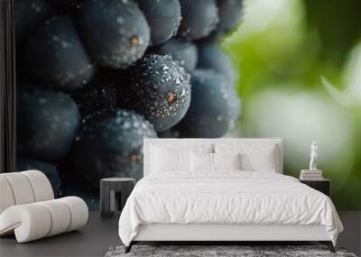 blue grapes for winemaking. grapes on a branch. grapes in the vineyard. vineyards italy. Wall mural