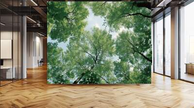 Trees in forest from below, green tops of trees, blue sky background Wall mural