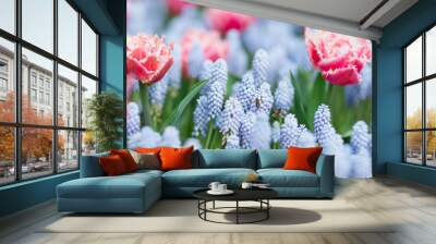 Two bees flying among pink and white fringed tulips and blue grape hyacinths (muscari armeniacum), selective focus Wall mural