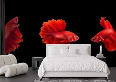 Group of beautiful small siam betta fish with black isolate background Wall mural