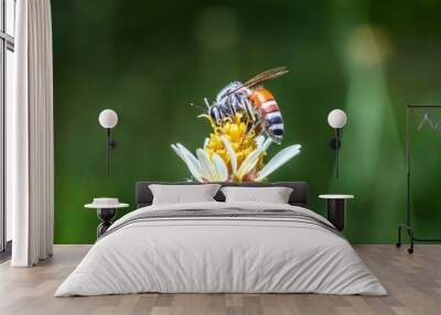 macro the bee with nature background and sunlight Wall mural