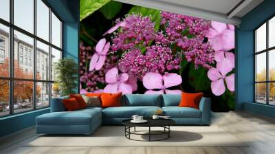 hortensia 2 Wall mural