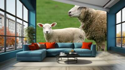 mouton 2 Wall mural