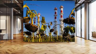 Red-and-white boiler room chimneys against a blue sky. Field of dried sunflowers and boiler station pipes Wall mural