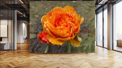 Bunch of duo double orange spring tulips Sunlover Wall mural