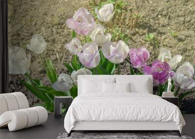 Mix of spring tulips flowers. Mixed color tulips in garden Wall mural