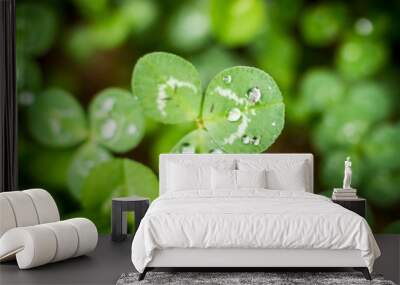 droplets on clover Wall mural