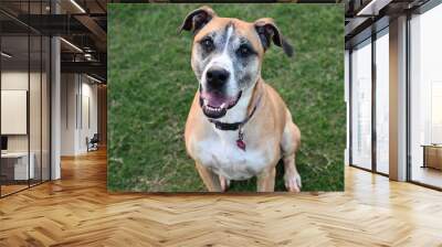 Lucy - shepherd and boxer mix Wall mural