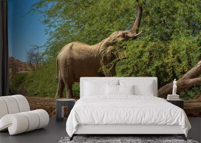 Desert elephant on the banks of the dry Ugab river, Namibia Wall mural