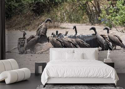 White-backed vultures eat the carcass of a dead Greater Kudu, Chobe National Park, Botswana Wall mural