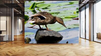 duck in the pond Wall mural