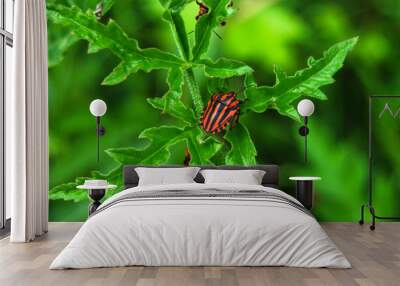 striped Italian bug on a juicy green leaf in a summer field Wall mural