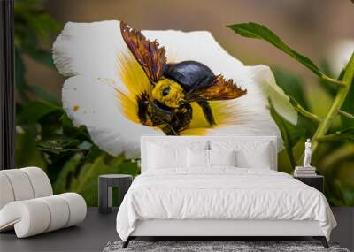 Carpenter bees are species in the genus Xylocopa of the subfamily Xylocopinae Wall mural