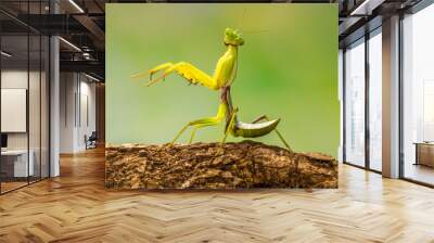 green praying mantis in branch Wall mural