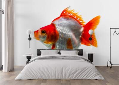 the goldfish in aquarium Wall mural