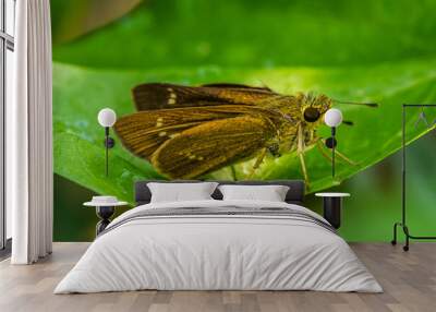 the small brown skipper butterfly in garden Wall mural