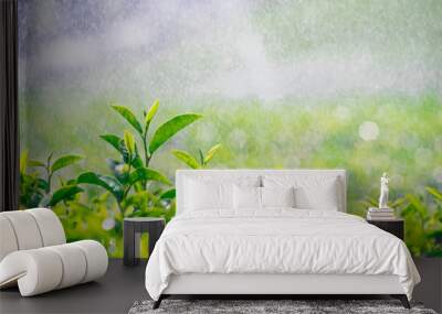 Fresh tea bud and leaves.Tea plantations in the rain, natural backgrounds.soft focus Wall mural